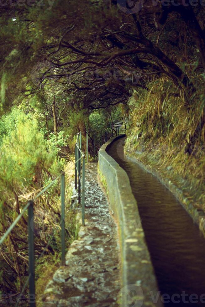 View on the nature of famous levada hike PR6 25 fontes on Madeira Island, Rabacal valley, Portugal photo