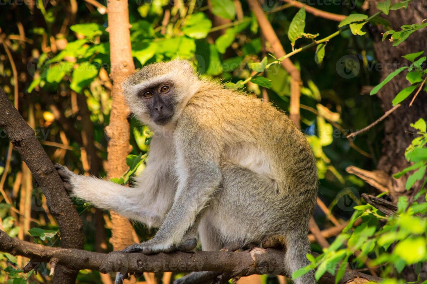 Vervet monkey, Chlorocebus pygerythrus, sitting on a tree branch, observing its surroundings. photo