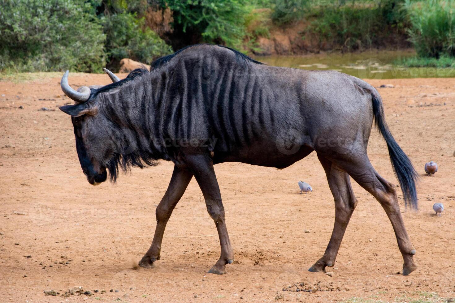Walking blue wildebeest Connochaetes taurinus also called the common wildebeest, white-bearded wildebeest, or brindled gnu, photo