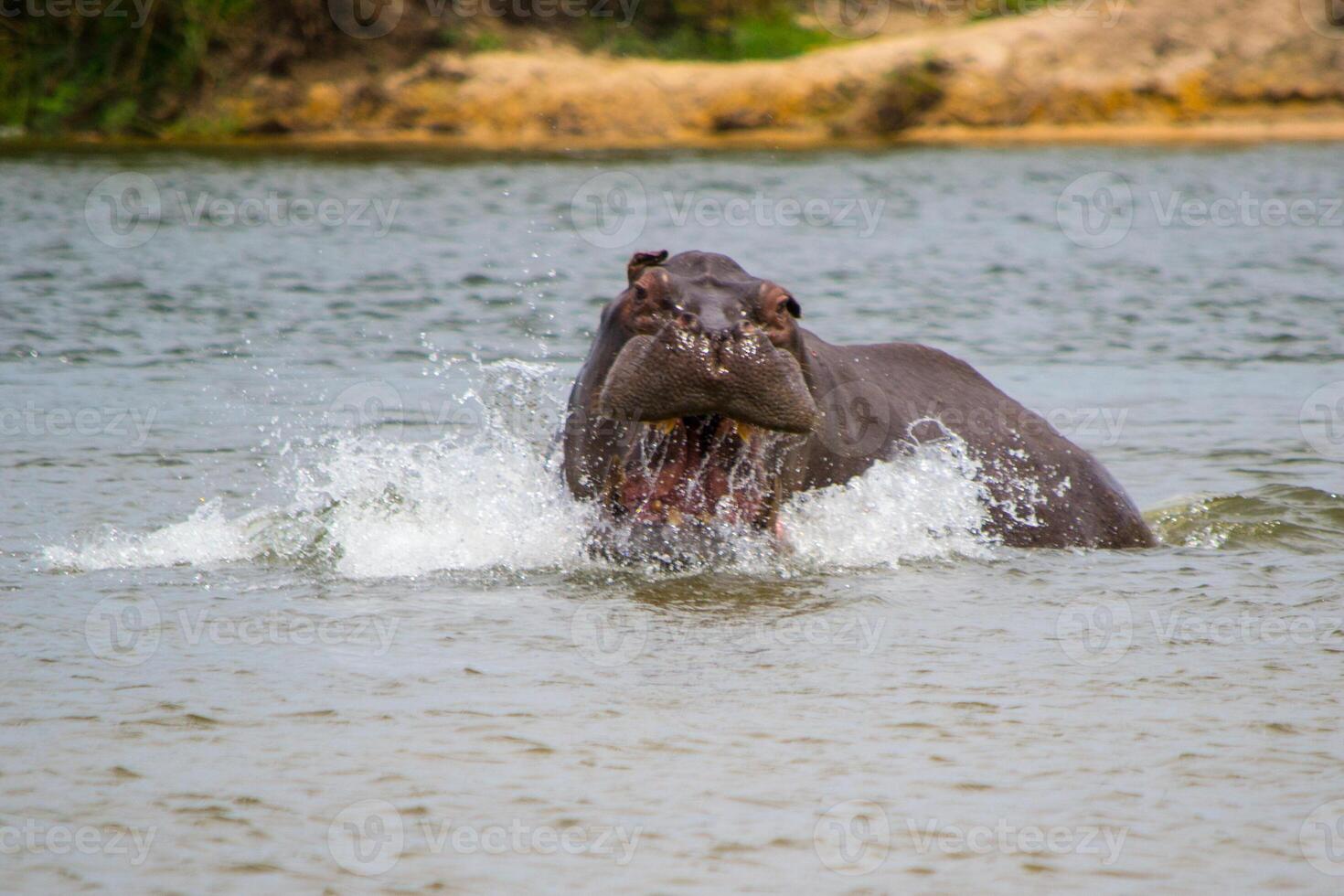 Hippo or Hippopotamus amphibius, aggressively surfacing in a river, displaying dominance. photo