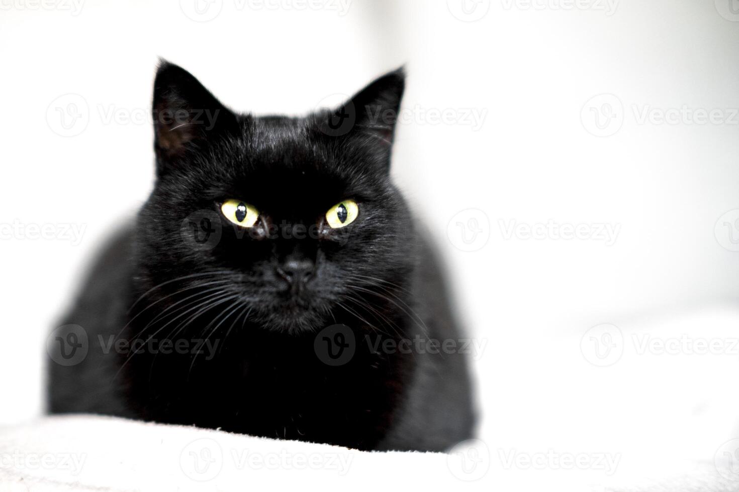 A black cat with yellow green eyes sits on a soft white surface, gazing directly at the camera photo