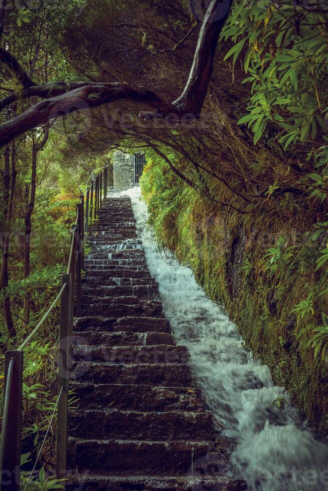 View on the nature of famous levada hike PR6 25 fontes on Madeira Island, Rabacal valley, Portugal photo