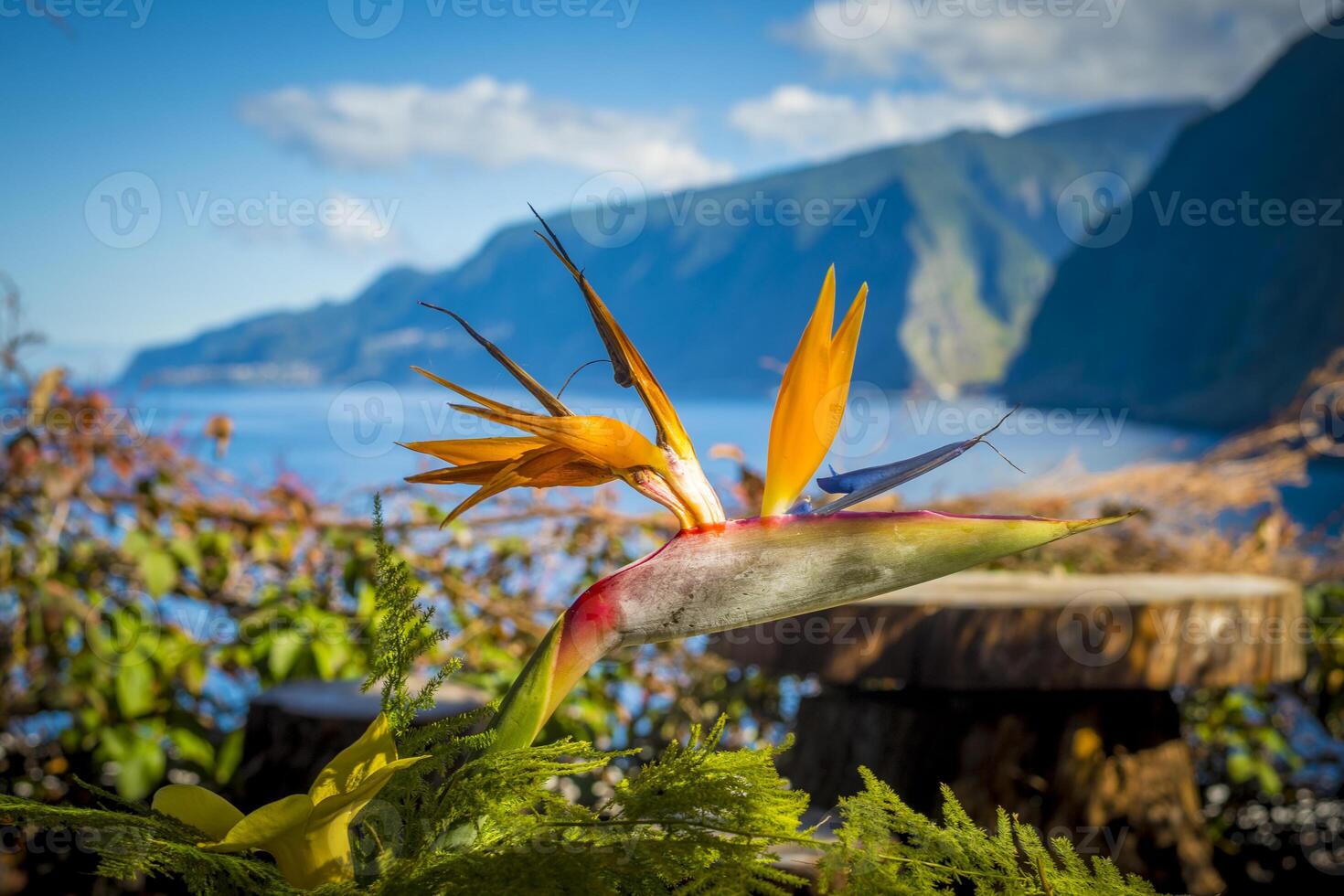 Closeup view on Bird Of Paradise flower, also known as Crane Flower and strelitzia reginae photo