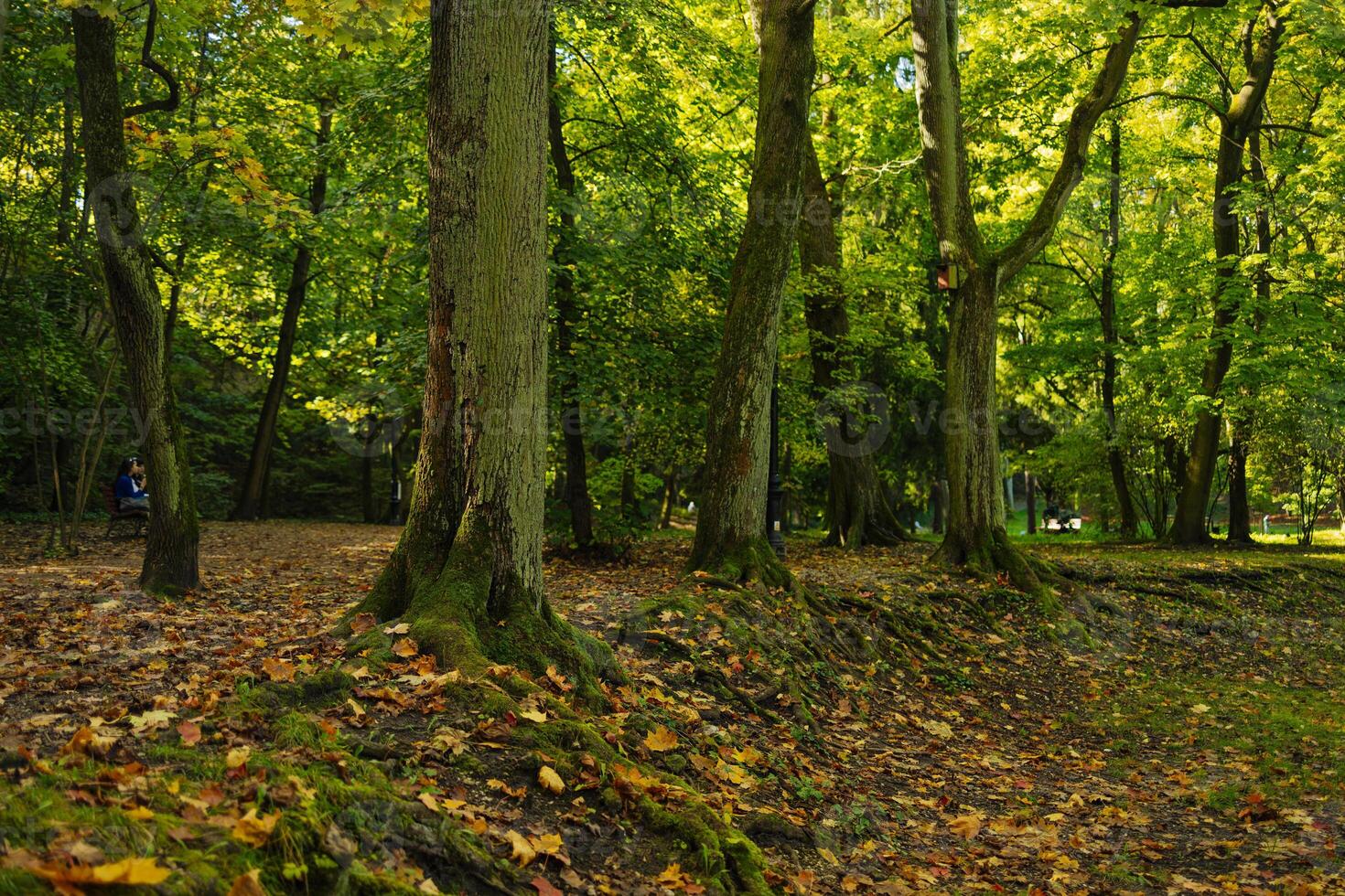 Camera looks up and moves slowly under autum trees. Tree branches and leaves against blue sky. Warm summer day photo