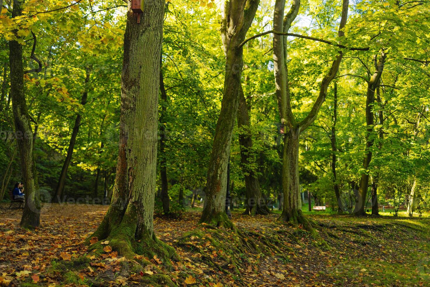 Camera looks up and moves slowly under autum trees. Tree branches and leaves against blue sky. Warm summer day photo