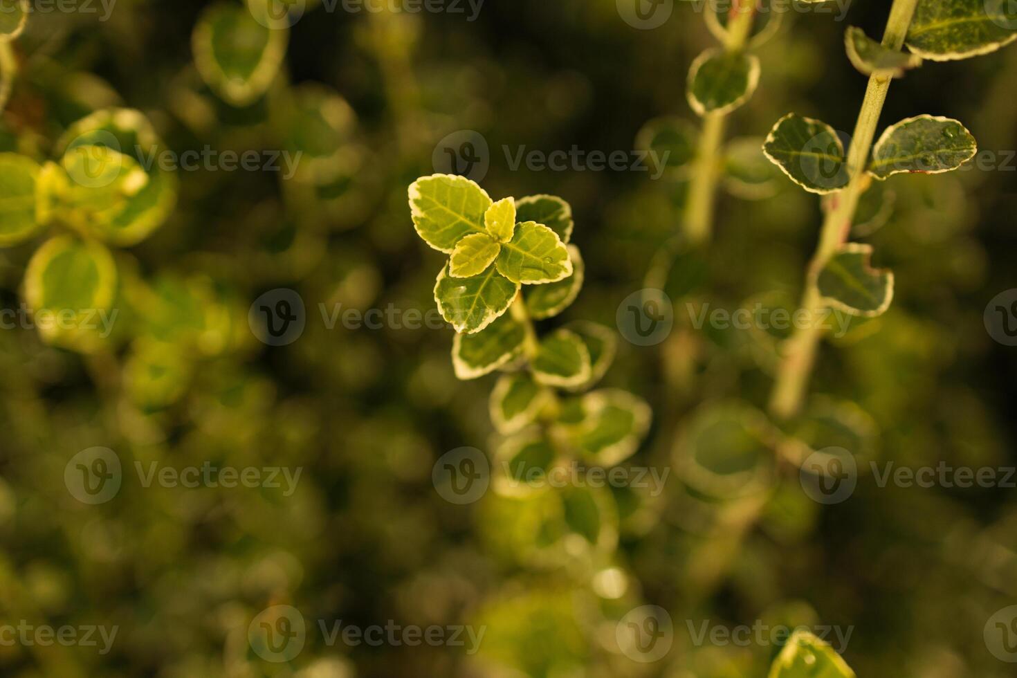 Green leafy plants with a blurred background with sunlight photo