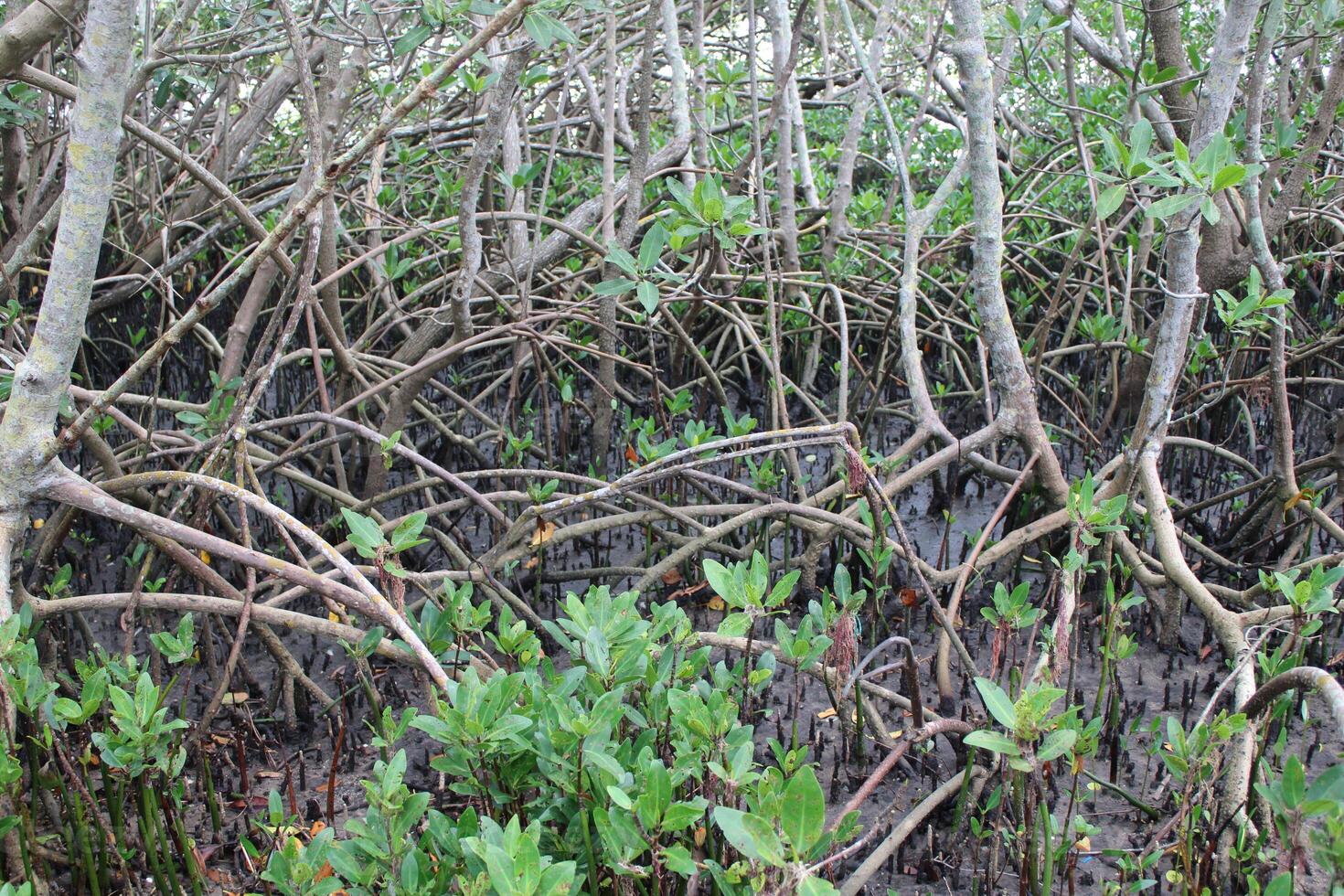 Mangrove Forest In Safety Harbor Florida USA photo
