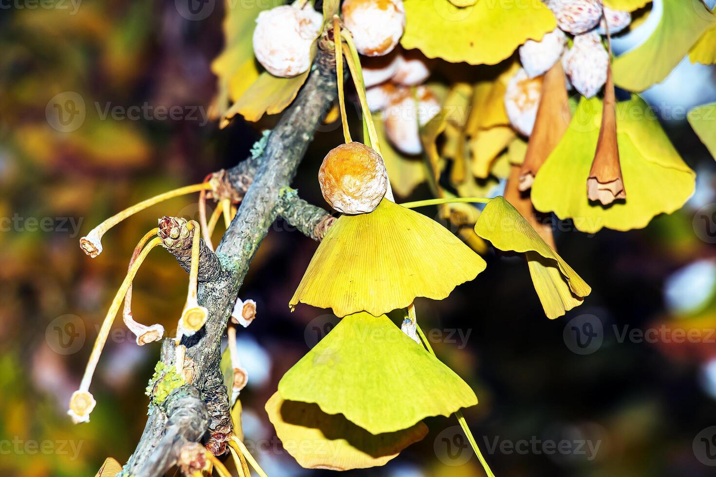 Ginkgo biloba pendula tree with fruits and yellow leaves in autumn on a sunny day. photo