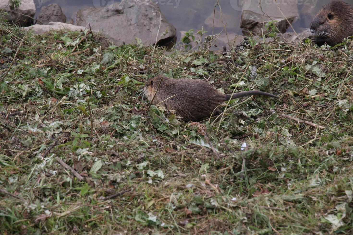 Myocastor coypus on the banks of the Nitra River in the city of Nitra in Slovakia. photo
