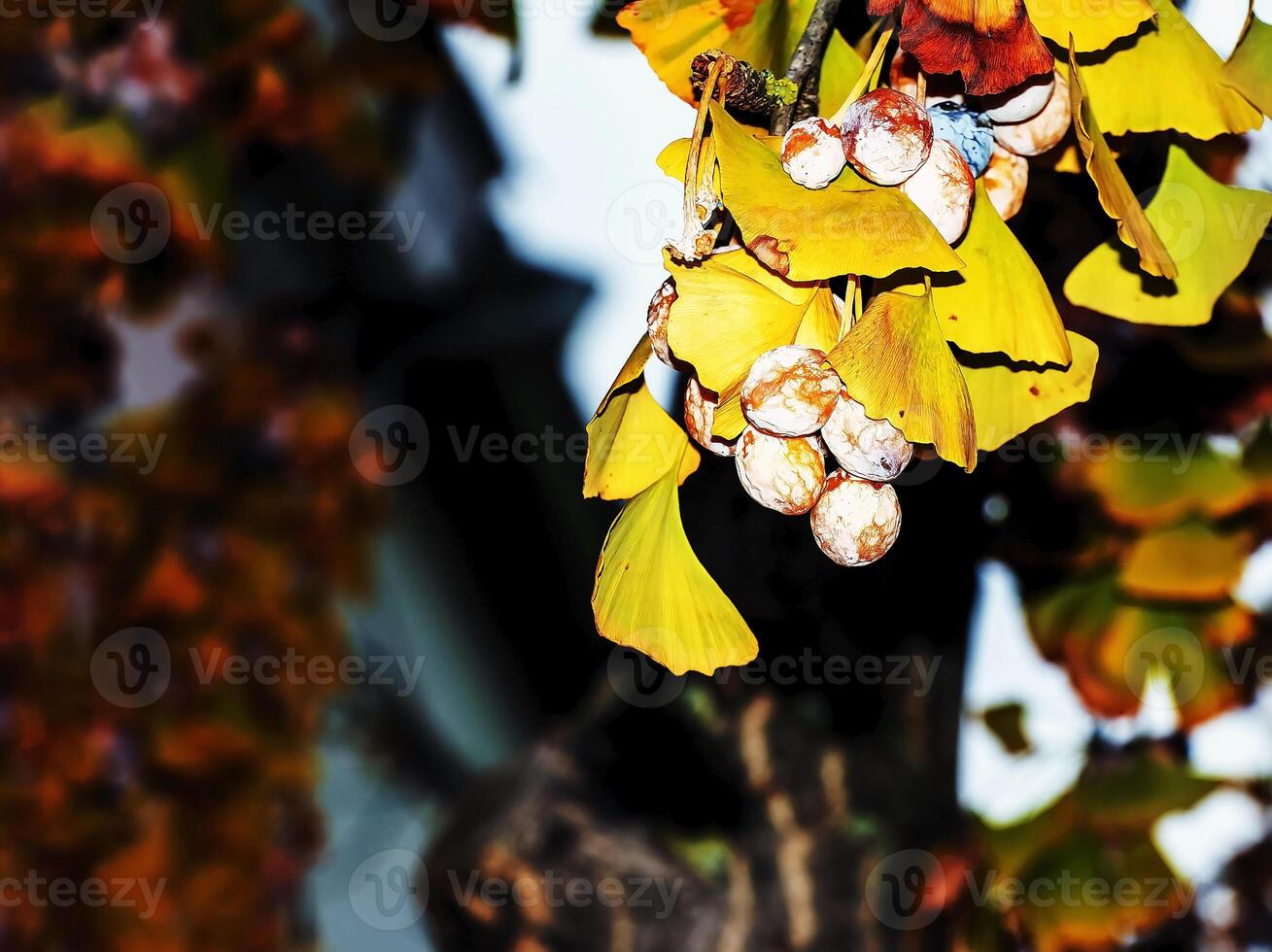 Ginkgo biloba pendula tree with fruits and yellow leaves in autumn on a sunny day. photo