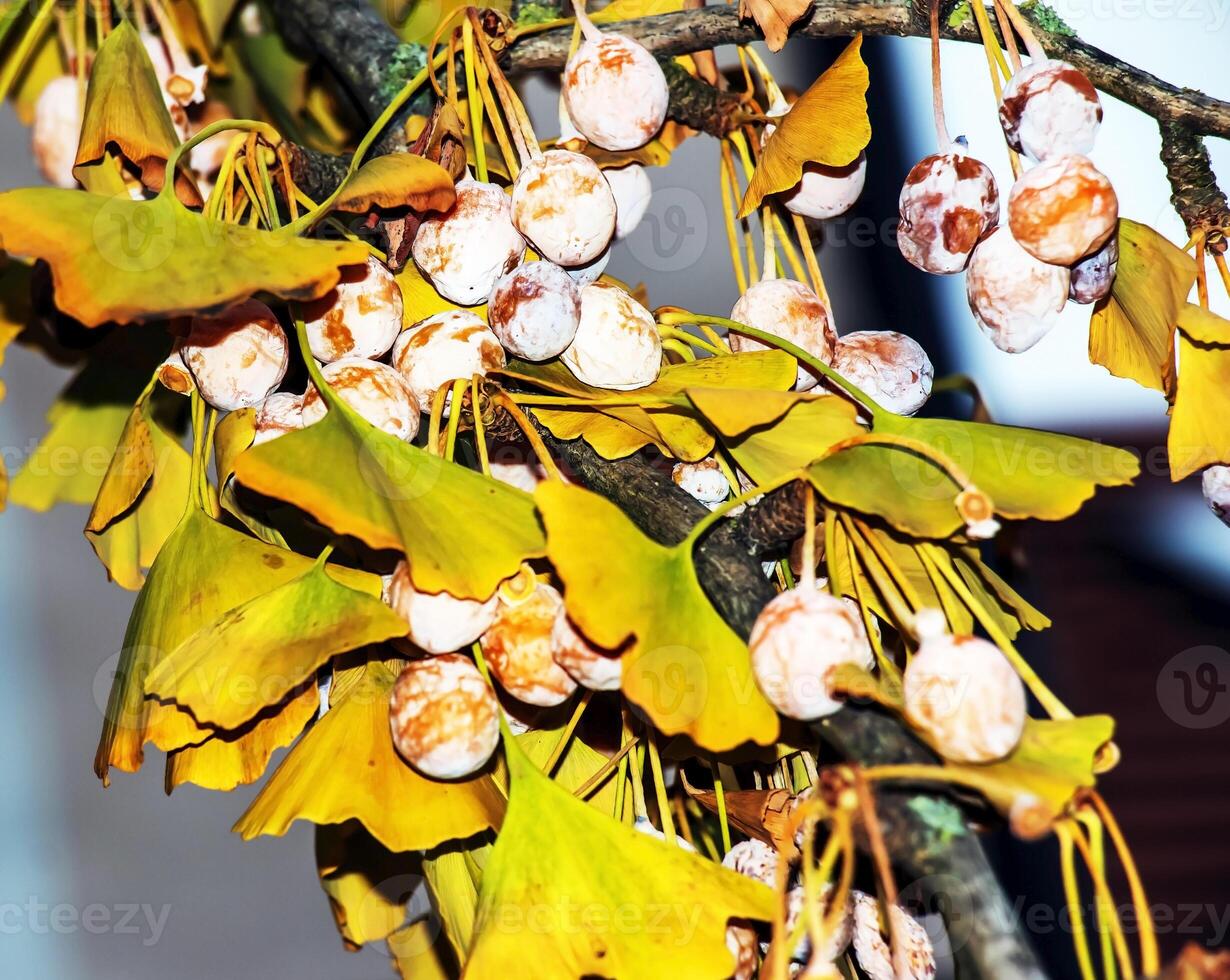 Ginkgo biloba pendula tree with fruits and yellow leaves in autumn on a sunny day. photo
