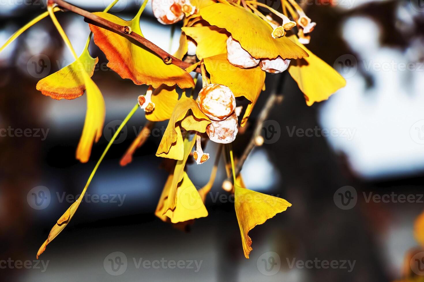 Ginkgo biloba pendula tree with fruits and yellow leaves in autumn on a sunny day. photo
