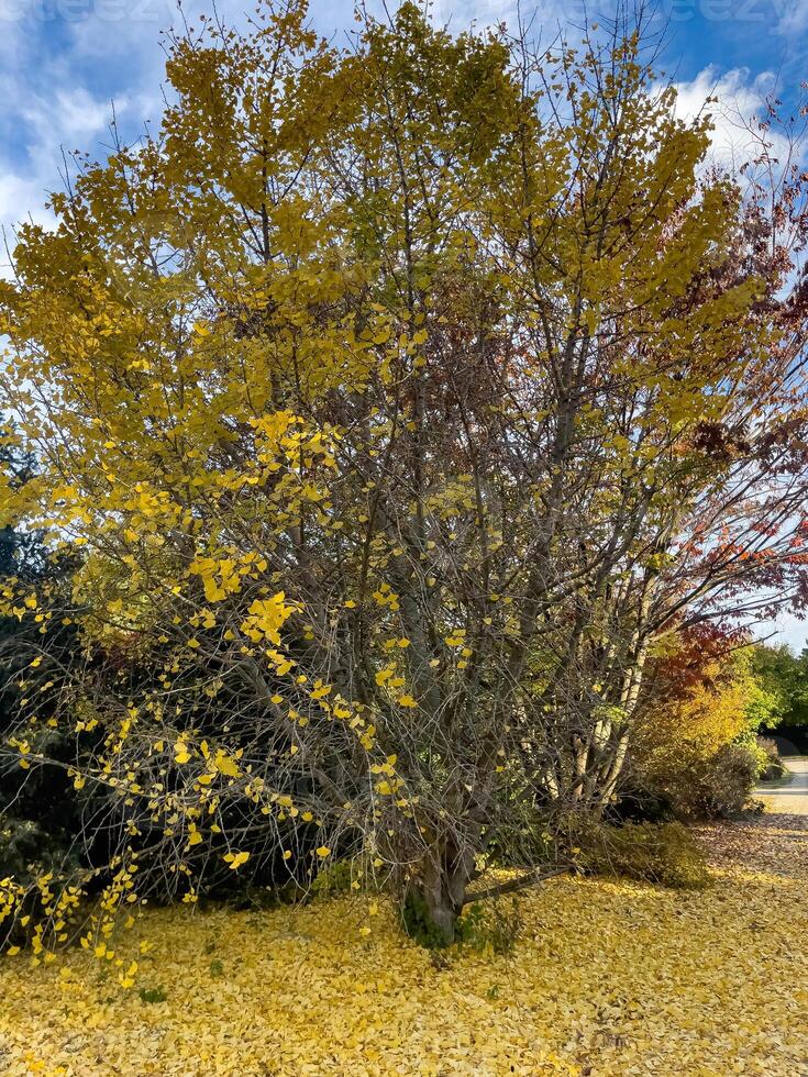 Yellow ginkgo biloba tree in the autumn forest. Under the tree there is a carpet of yellow leaves. photo