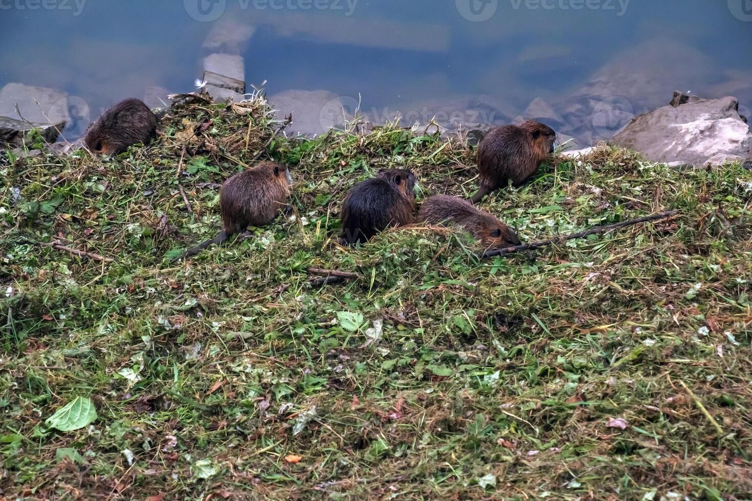 Myocastor coypus on the banks of the Nitra River in the city of Nitra in Slovakia. photo