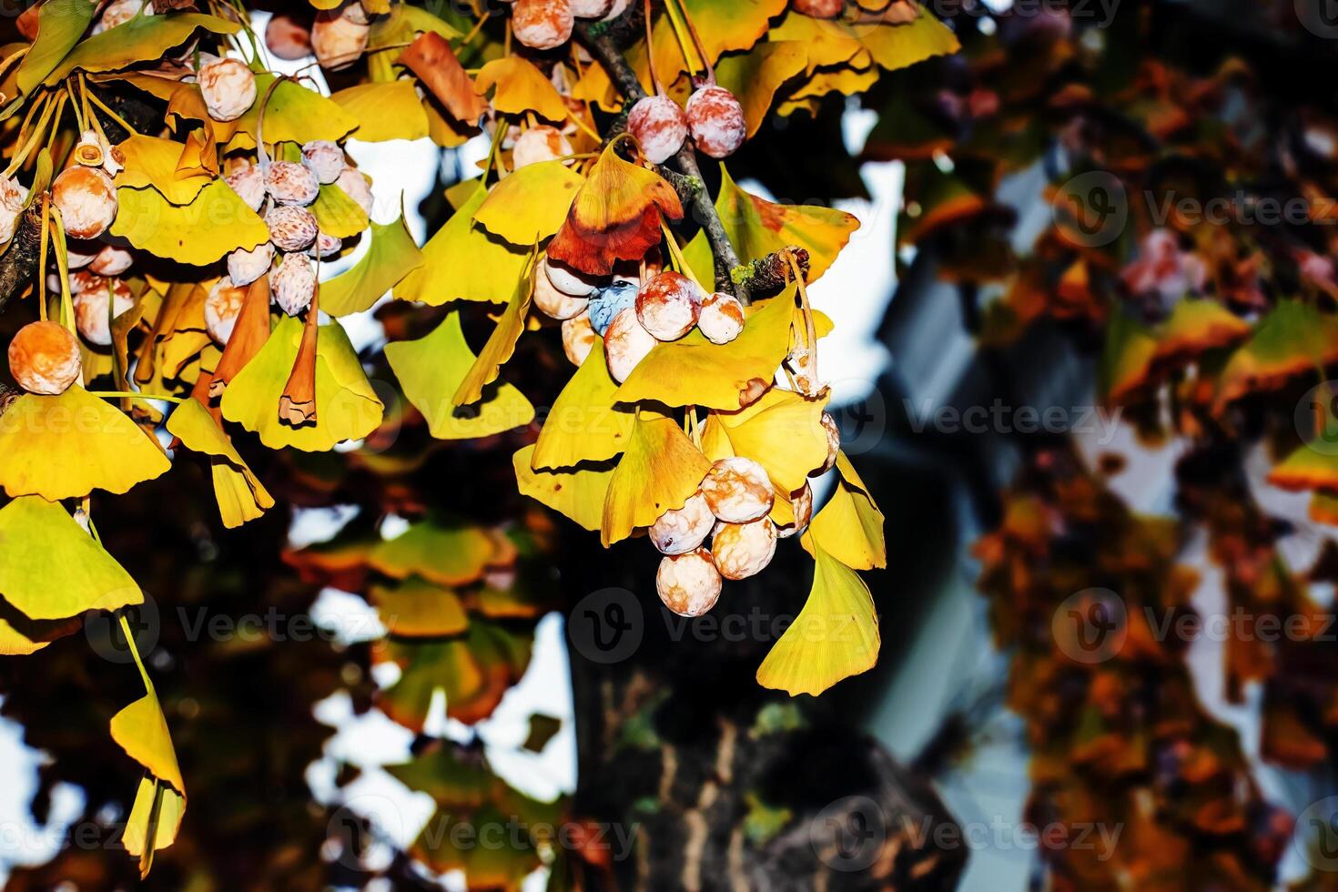 Ginkgo biloba pendula tree with fruits and yellow leaves in autumn on a sunny day. photo