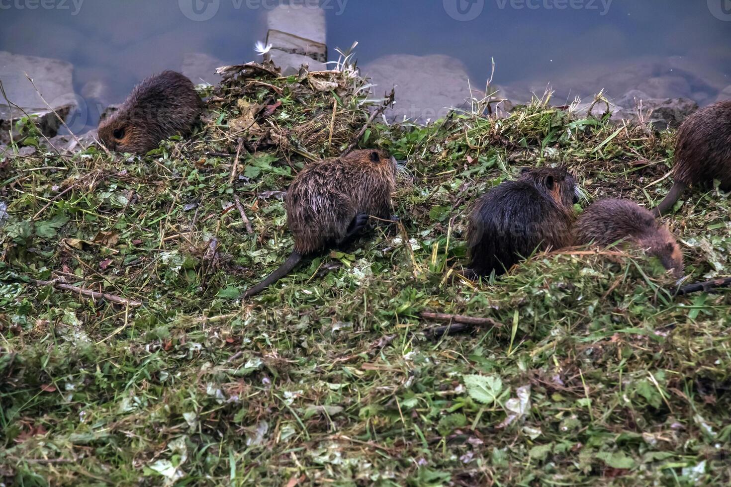 Myocastor coypus on the banks of the Nitra River in the city of Nitra in Slovakia. photo