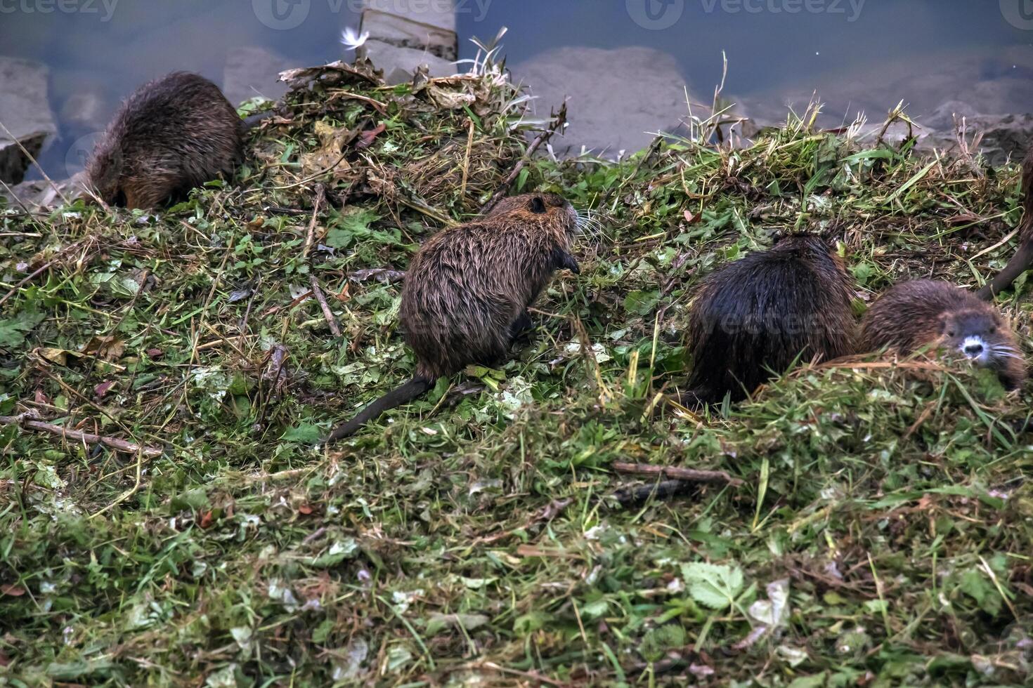 Myocastor coypus on the banks of the Nitra River in the city of Nitra in Slovakia. photo