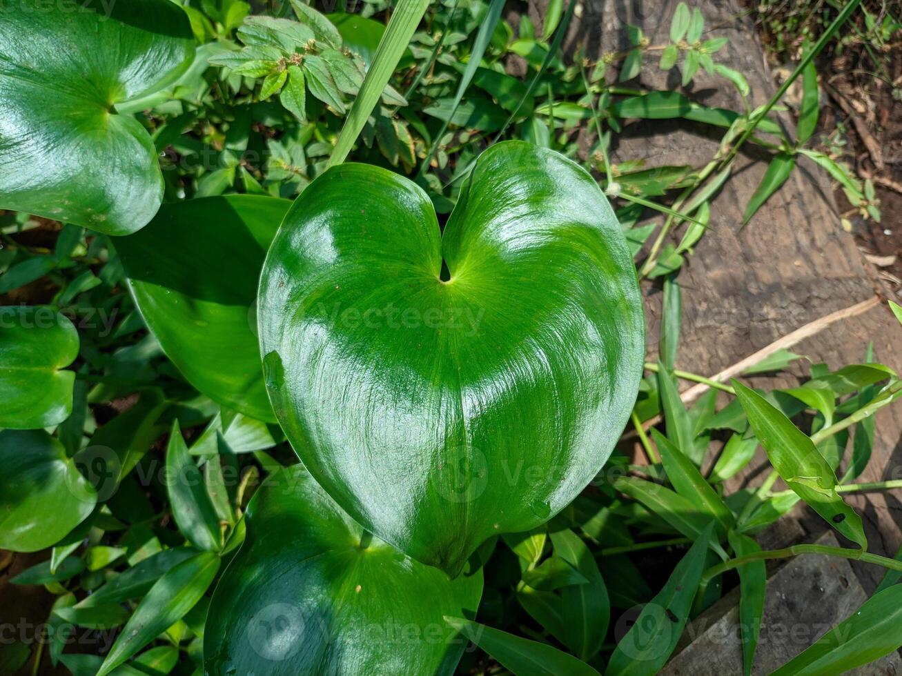 Close Up Of Heart Shaped Leaf In Lush Greenery photo