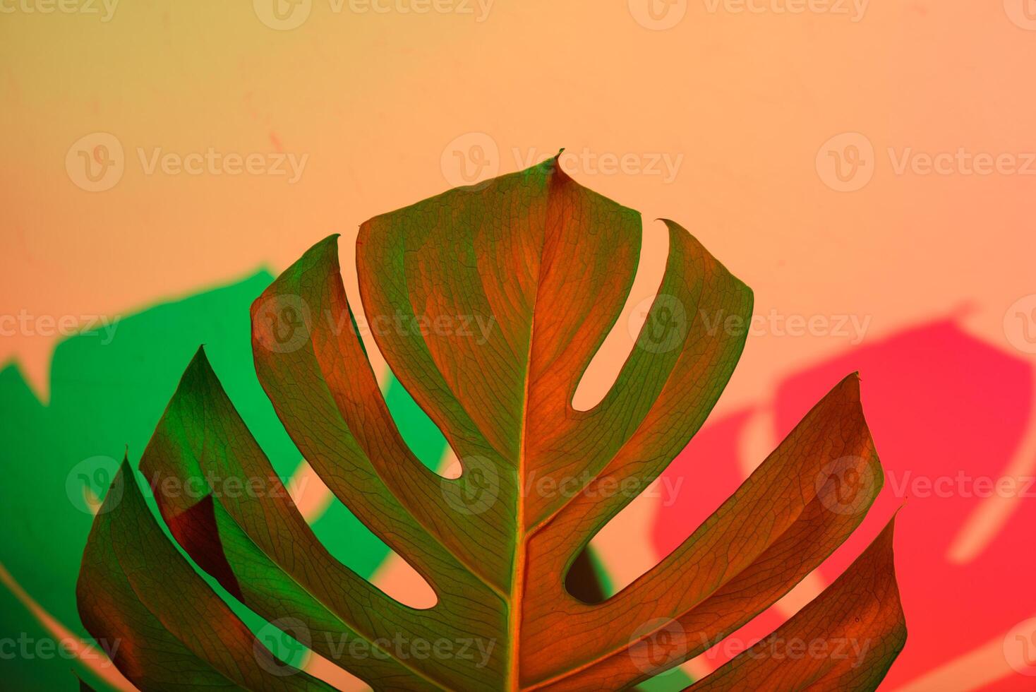 Tropical leaves in neon light with duotone shadows photo