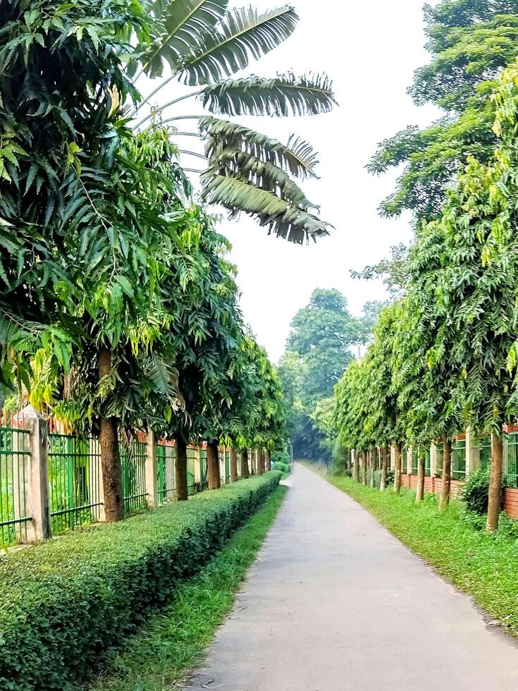 Rows of trees in a park inside National Botanical Garden Bangladesh photo