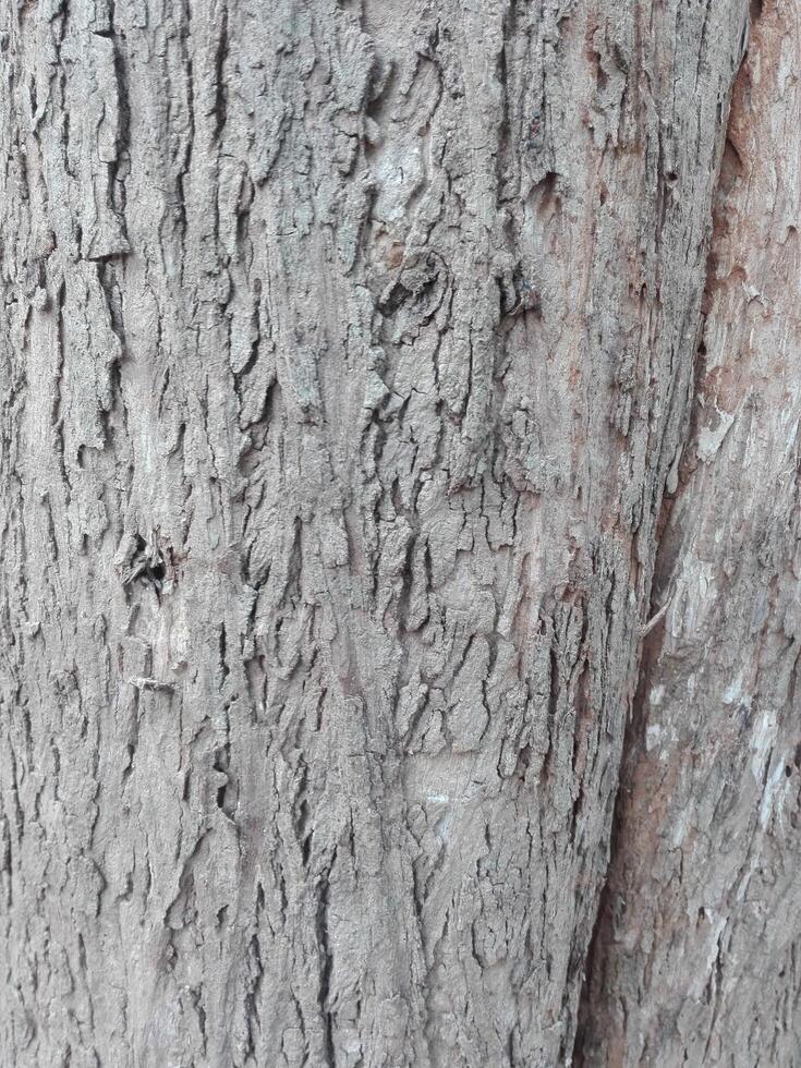 Close-up view of tree trunk.Tree bark texture photo