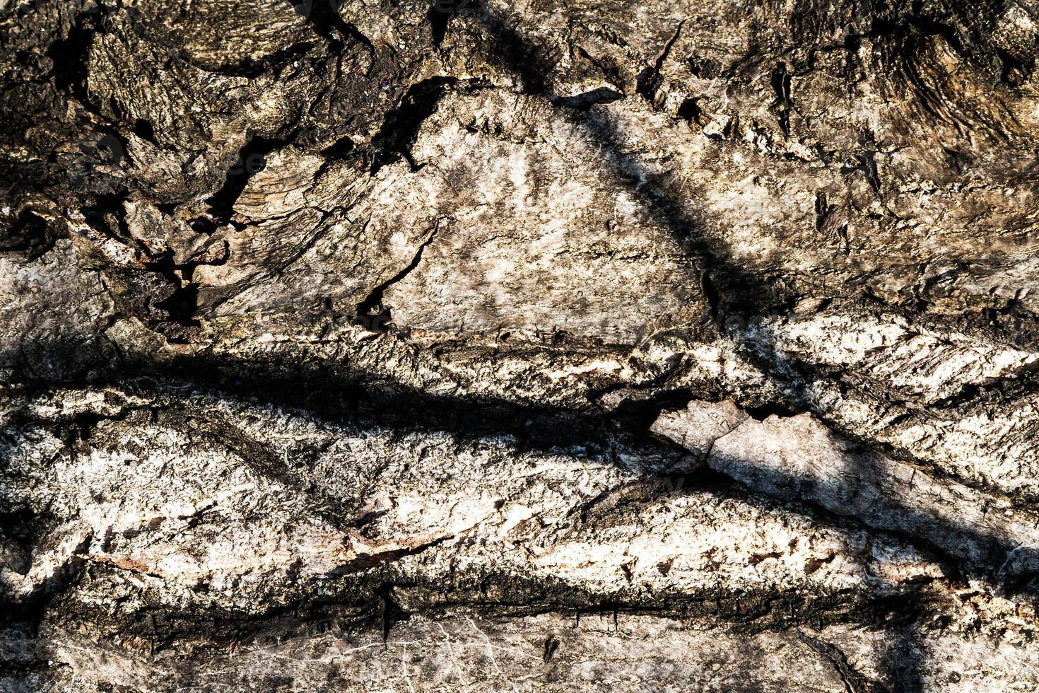 Wood abstract texture. Surface grunge backdrop. Dirty wooden effect pattern. Material background. photo