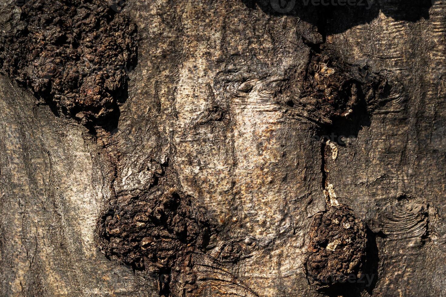 Wood abstract texture. Surface grunge backdrop. Dirty wooden effect pattern. Material background. photo