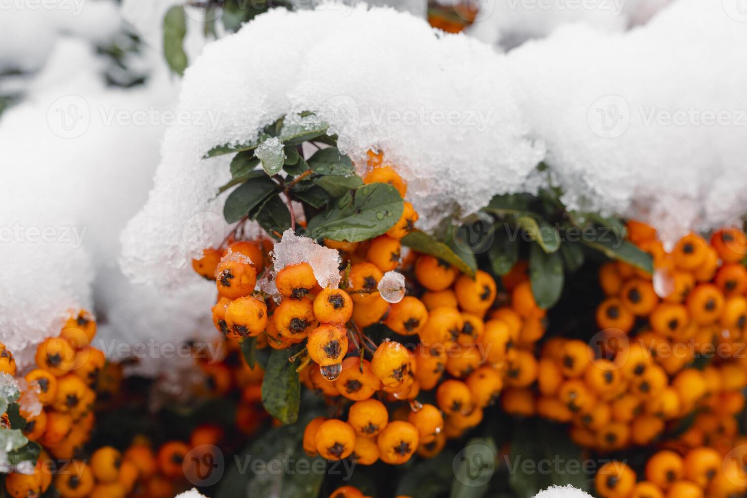 red rowan fruits on a bush covered with snow on a late autumn day photo