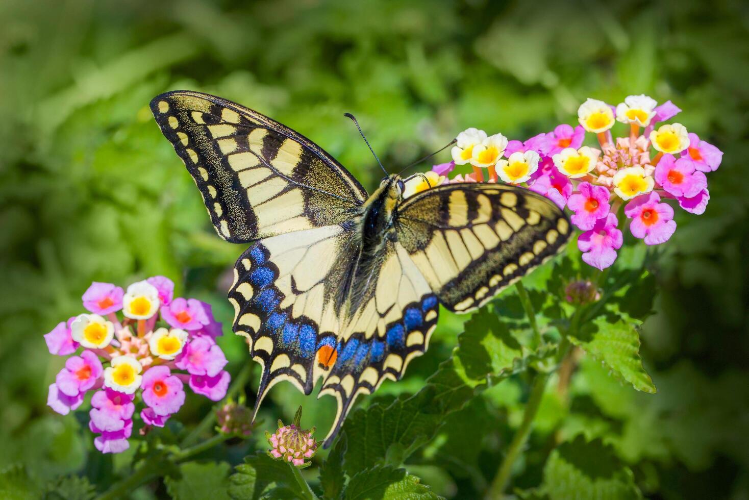 Hummingbird Hawk-Moth Hovering Over Pink Flowers photo