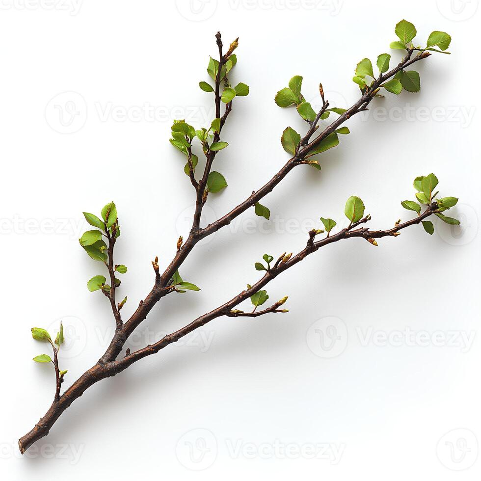 tree branch with leaves isolated on white background with shadow. branch top view. decorative branch flat lay photo