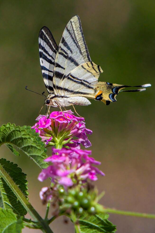 Hummingbird Hawk-Moth Hovering Over Pink Flowers photo