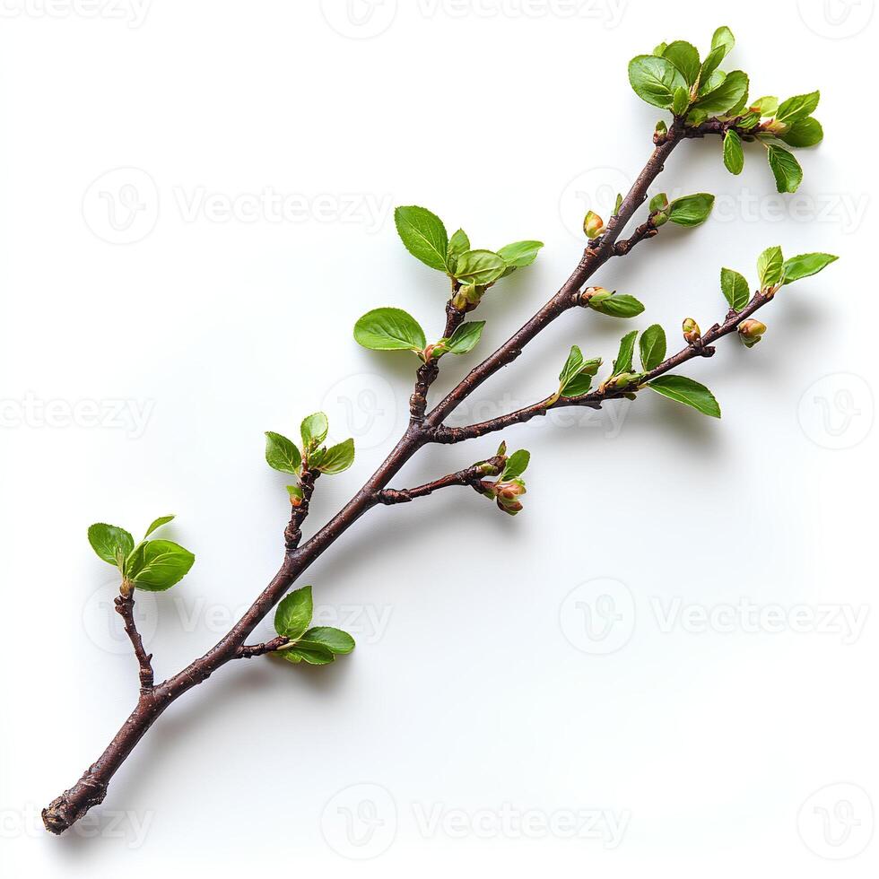 tree branch with leaves isolated on white background with shadow. branch top view. decorative branch flat lay photo