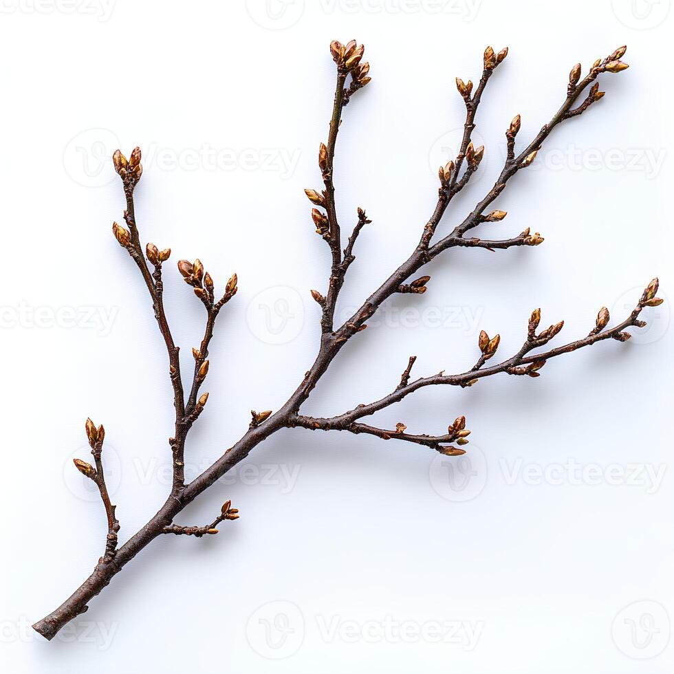 tree branch with leaves isolated on white background with shadow. branch top view. decorative branch flat lay photo