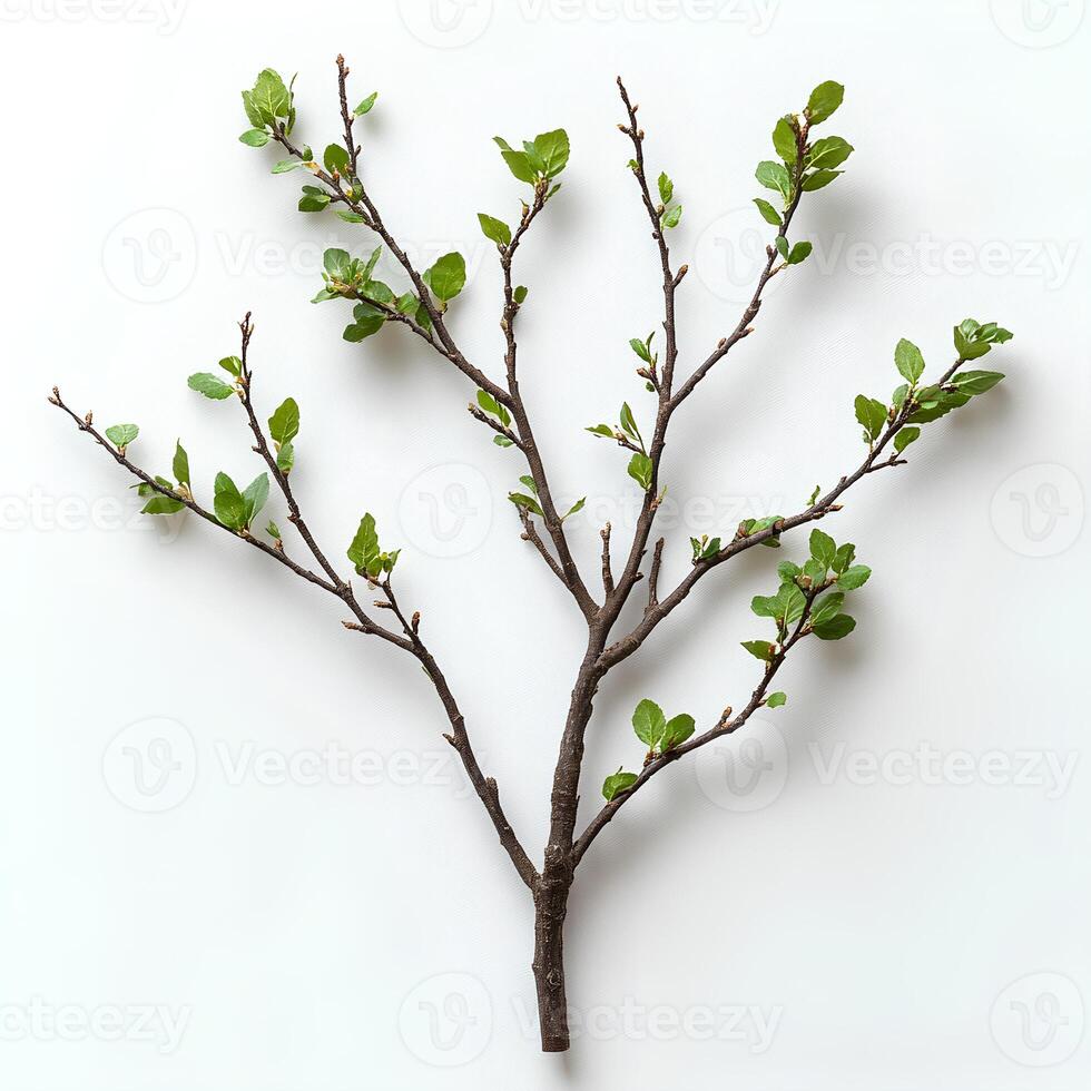 tree branch with leaves isolated on white background with shadow. branch top view. decorative branch flat lay photo