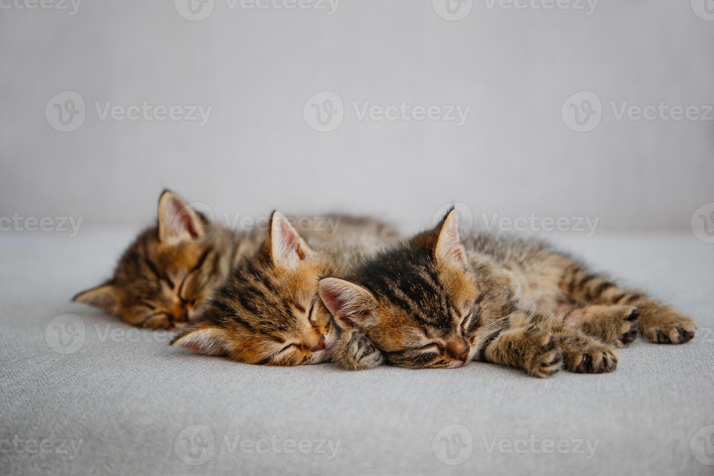 Kittens are sleeping on a gray sofa. photo