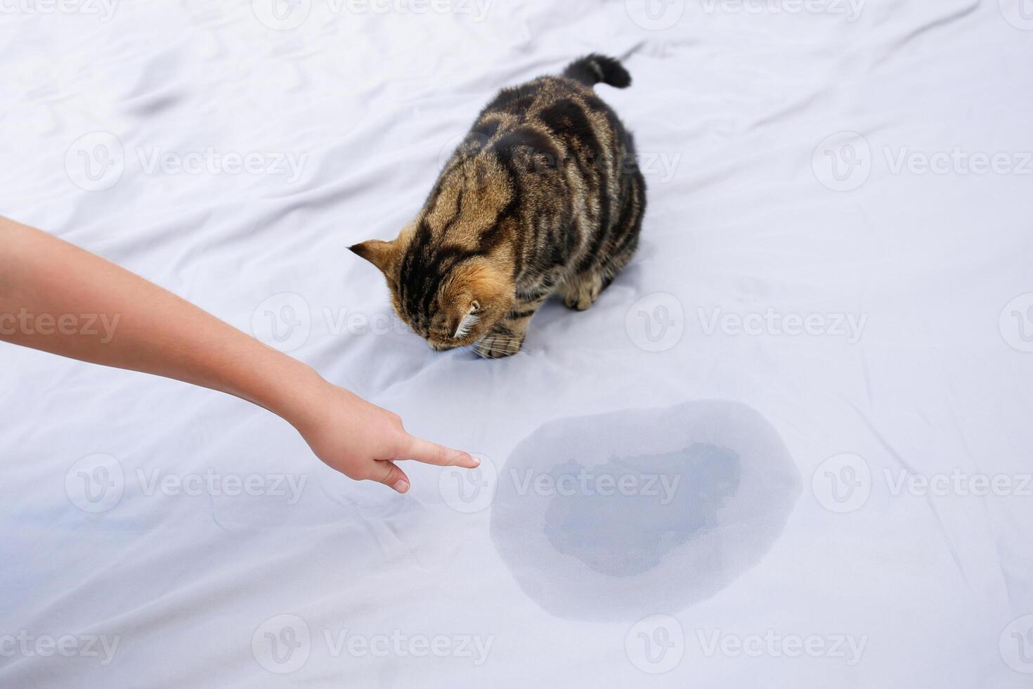 The cat went to the toilet on the bed. The woman points to the stain on the after pet and scolds him. photo