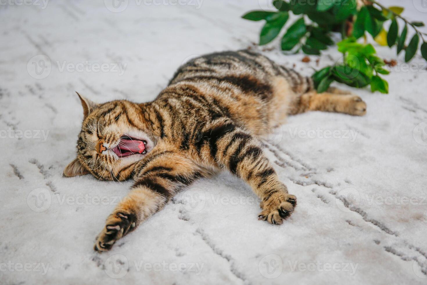 The cat overturned a pot with a flower on the floor. The pet is yawning. photo