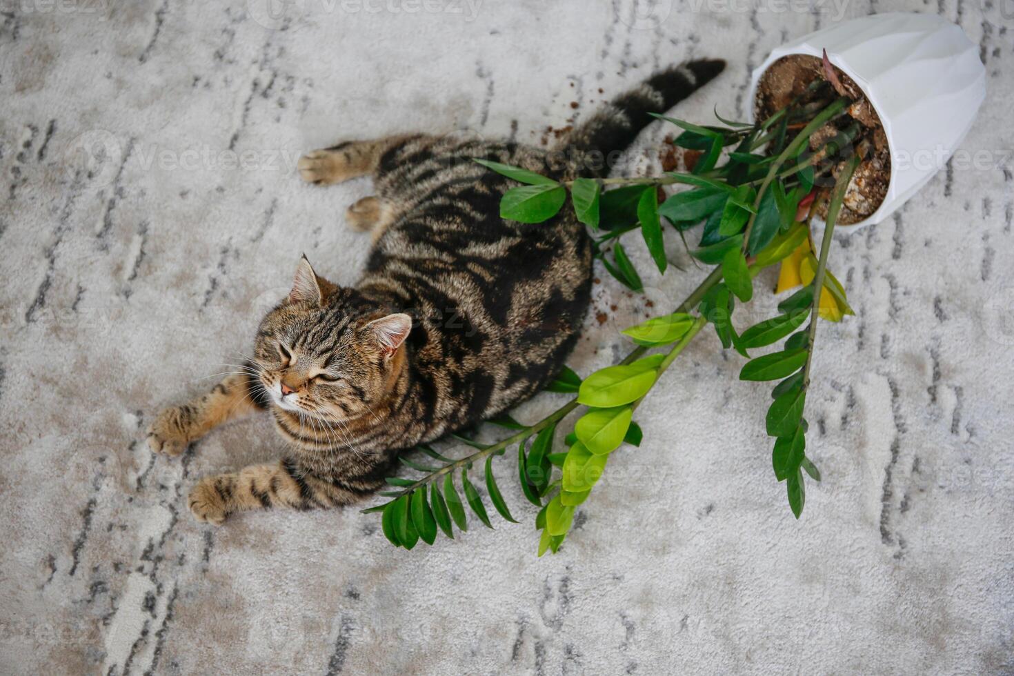 The cat overturned a pot with a flower on the floor. photo