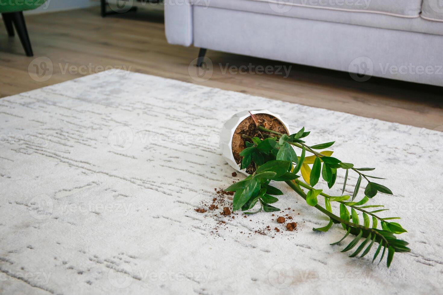 The flower is upside down on a gray carpet. Dirty floor. photo