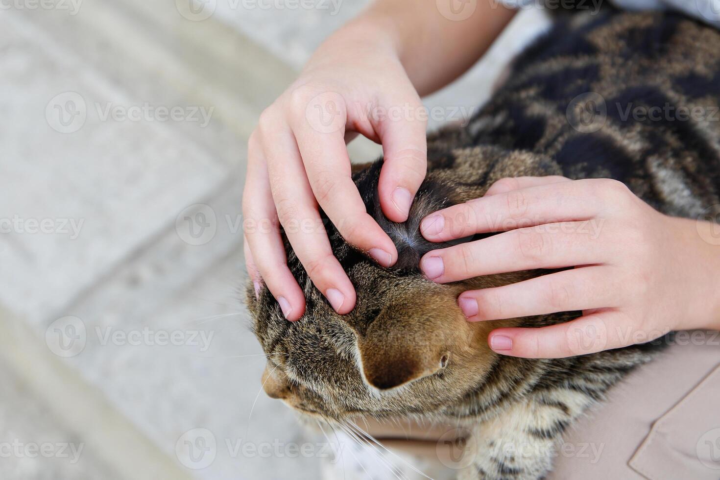 A people is looking for fleas on a cat's fur. photo