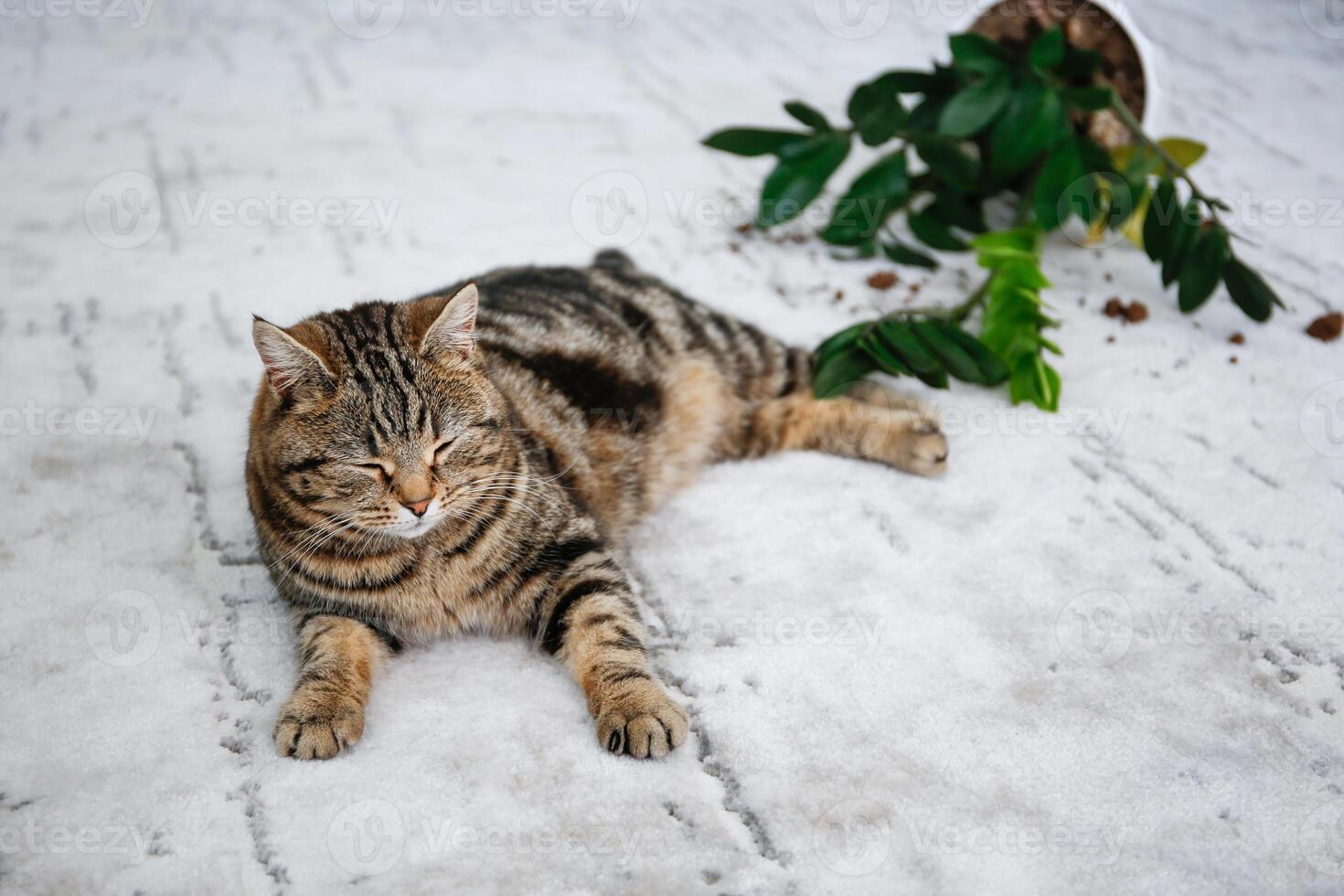 The cat overturned a pot with a flower on the floor. photo