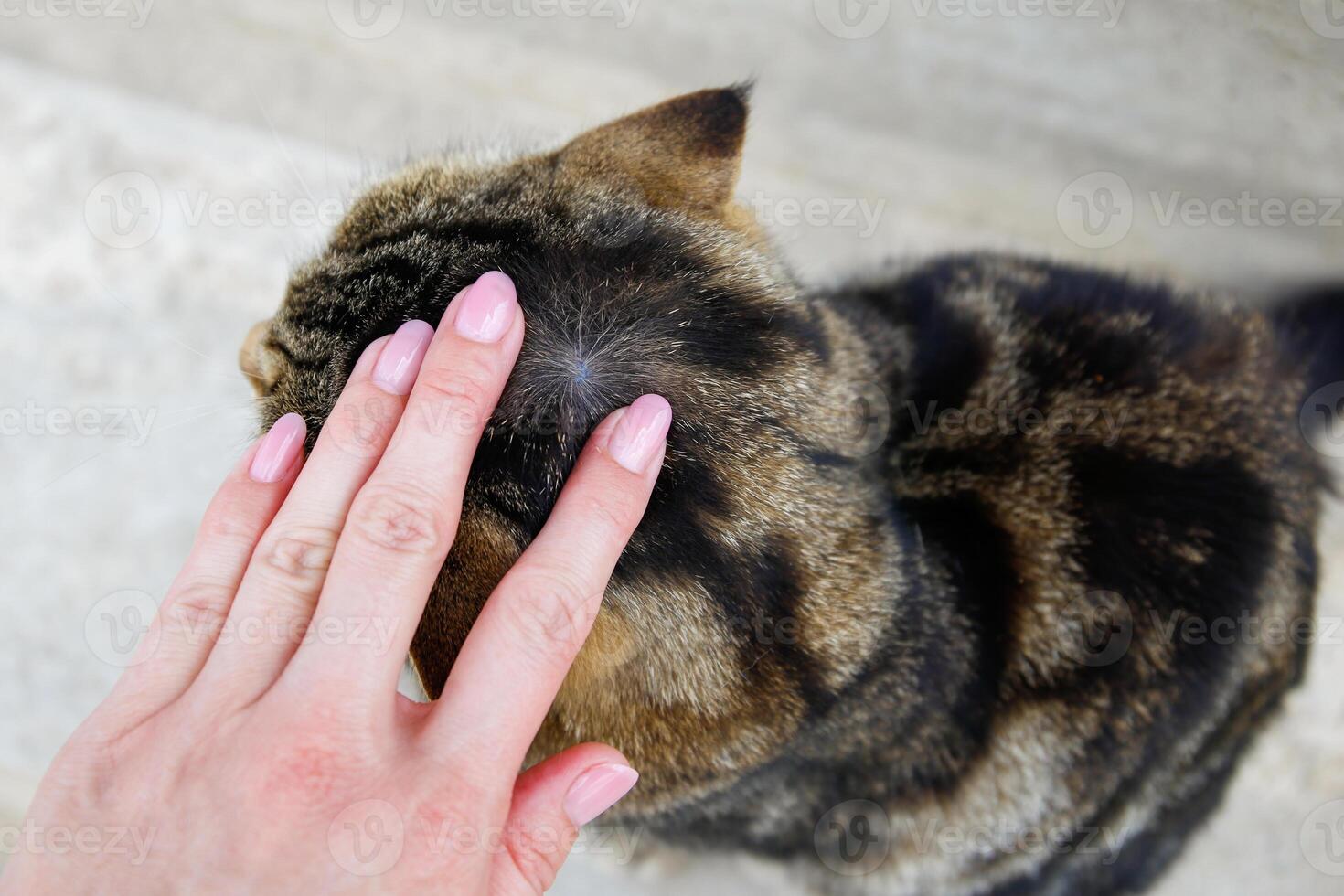 A people is looking for fleas on a cat's fur. photo