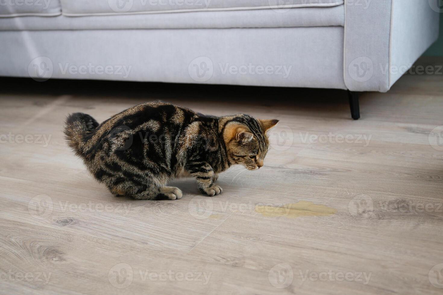 A pet cat went to the toilet on the floor of the house. A wet spot on the laminate. photo