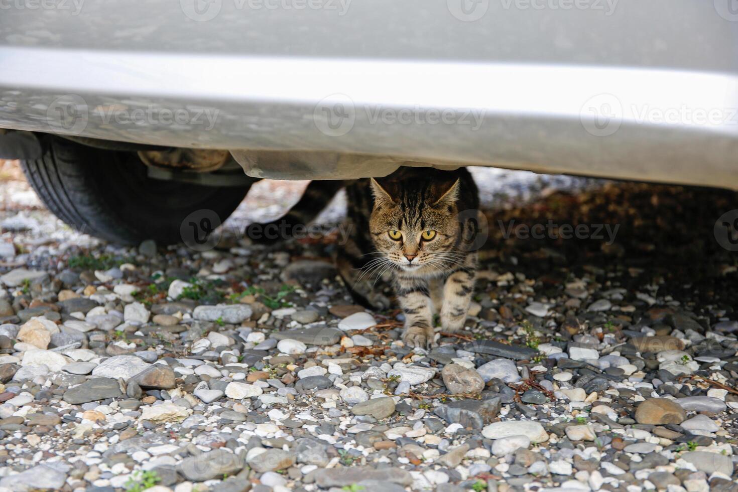 The cat is sitting by the car. The concept of danger for a pet. photo