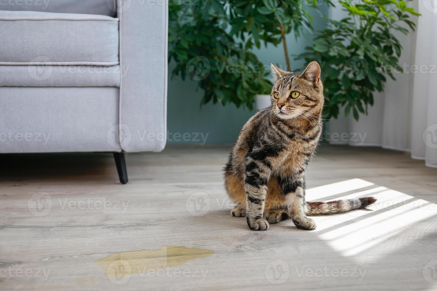 A pet cat went to the toilet on the floor of the house. A wet spot on the laminate. photo