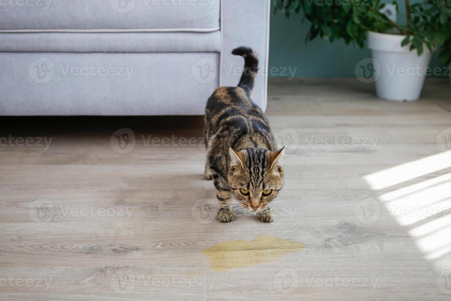 A pet cat went to the toilet on the floor of the house. A wet spot on the laminate. photo