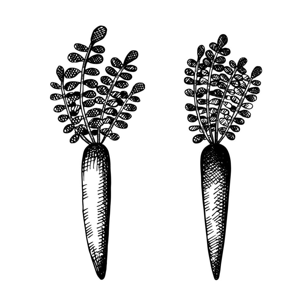 Engraved illustration Daikon root. Hand drawn vegetable, white radish. Japanese root vegetable for cooking food, oils, sashimi. Harvest, ingredient. Design for label, sign, logo, wrapping vector