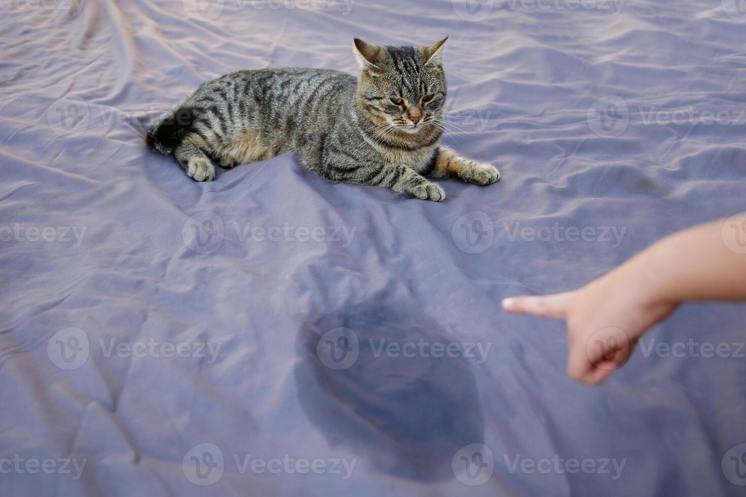 The cat went to the toilet on the bed. The woman points to the stain on the after pet and scolds him. photo