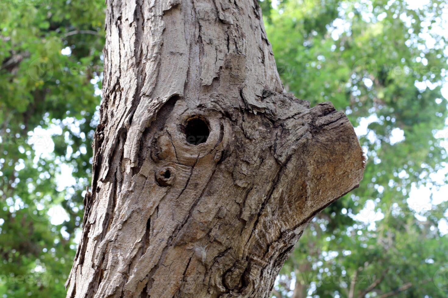Texture of the bark of a tall tree. Wood from the hot subtropical climate of Israel photo