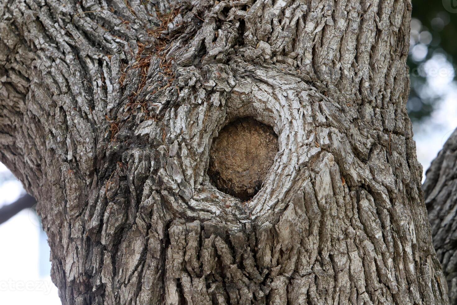 Texture of the bark of a tall tree. Wood from the hot subtropical climate of Israel photo
